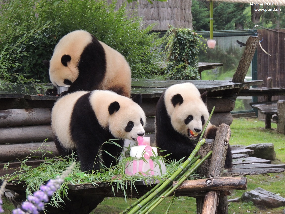 L'area dei panda giganti Hauteurs de Chine allo ZooParc de Beauval, a Saint-Aignan nella Valle della Loira