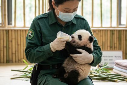 Madre panda gigante che tiene in braccio il cucciolo neonato