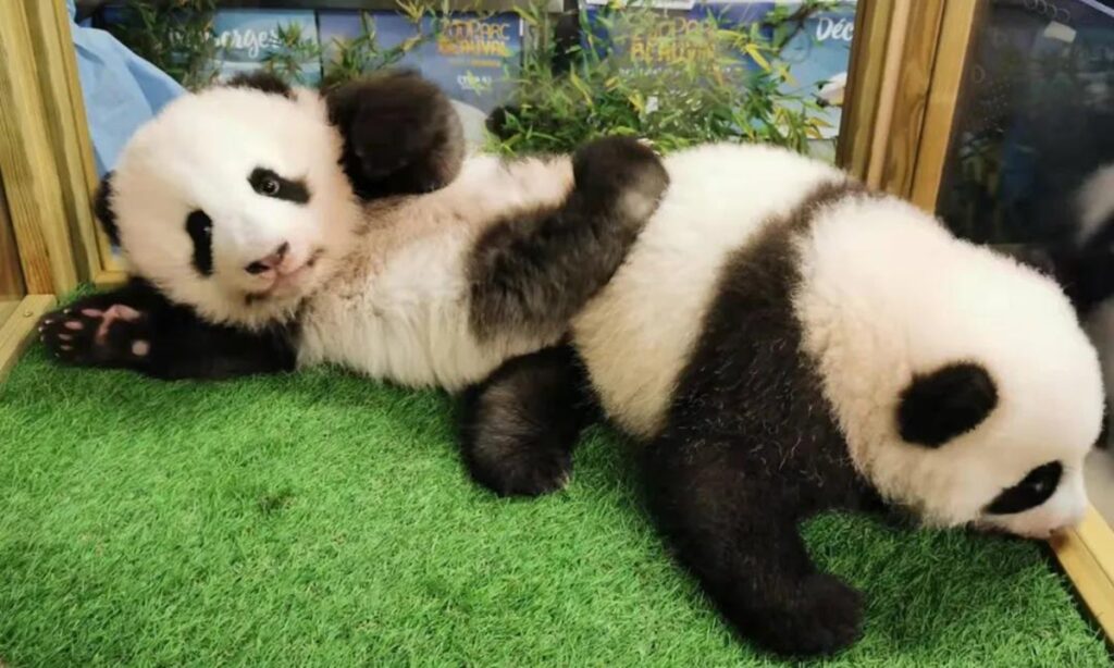 Le gemelle panda Yuandudu e Huanlili sugli Altipiani della Cina allo ZooParc de Beauval