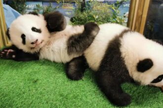 Le gemelle panda Yuandudu e Huanlili sugli Altipiani della Cina allo ZooParc de Beauval