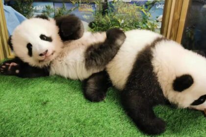 Le gemelle panda Yuandudu e Huanlili sugli Altipiani della Cina allo ZooParc de Beauval