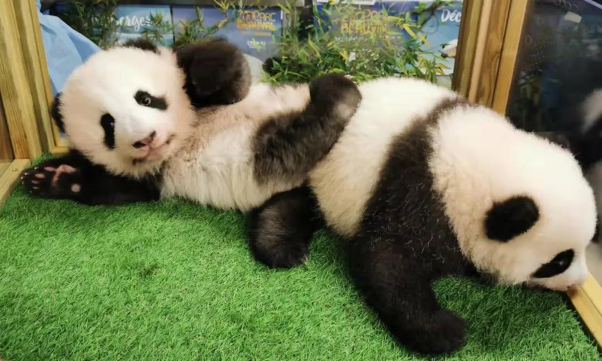 Le gemelle panda Yuandudu e Huanlili sugli Altipiani della Cina allo ZooParc de Beauval