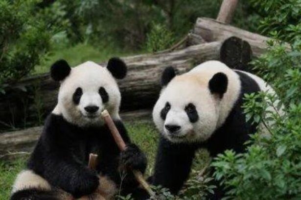 Ingresso dell’Arthur M. Blank Panda Grove, il nuovo habitat dei panda giganti allo Zoo Atlanta