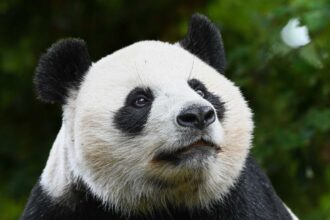 La giovane panda gigante Lang Yue mentre mangia bambù all’Ouwehands Dierenpark di Rhenen