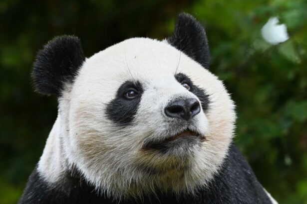 La giovane panda gigante Lang Yue mentre mangia bambù all’Ouwehands Dierenpark di Rhenen