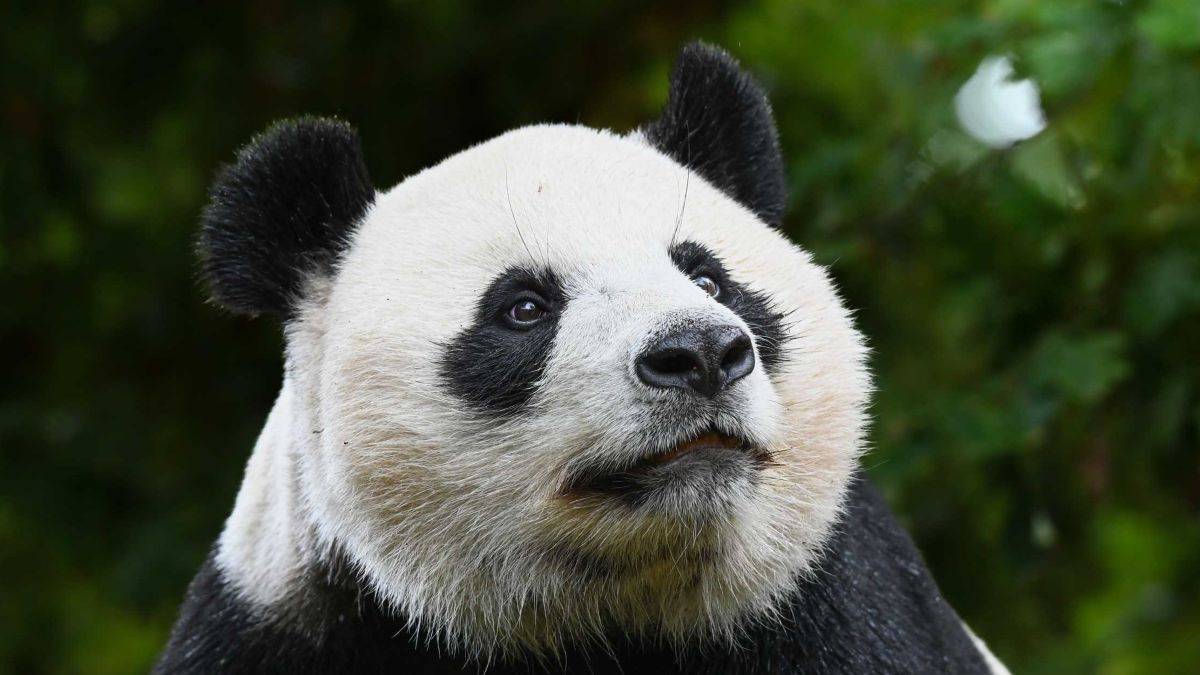 La giovane panda gigante Lang Yue mentre mangia bambù all’Ouwehands Dierenpark di Rhenen
