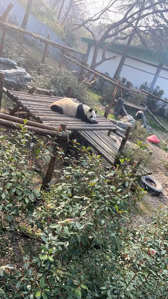 Un esemplare di panda gigante, la specie che Prof Leo considera un simbolo di pace e un messaggero di amicizia fra i Paesi. Immagine pubblicata nell’intervista realizzata da Ciao Panda.